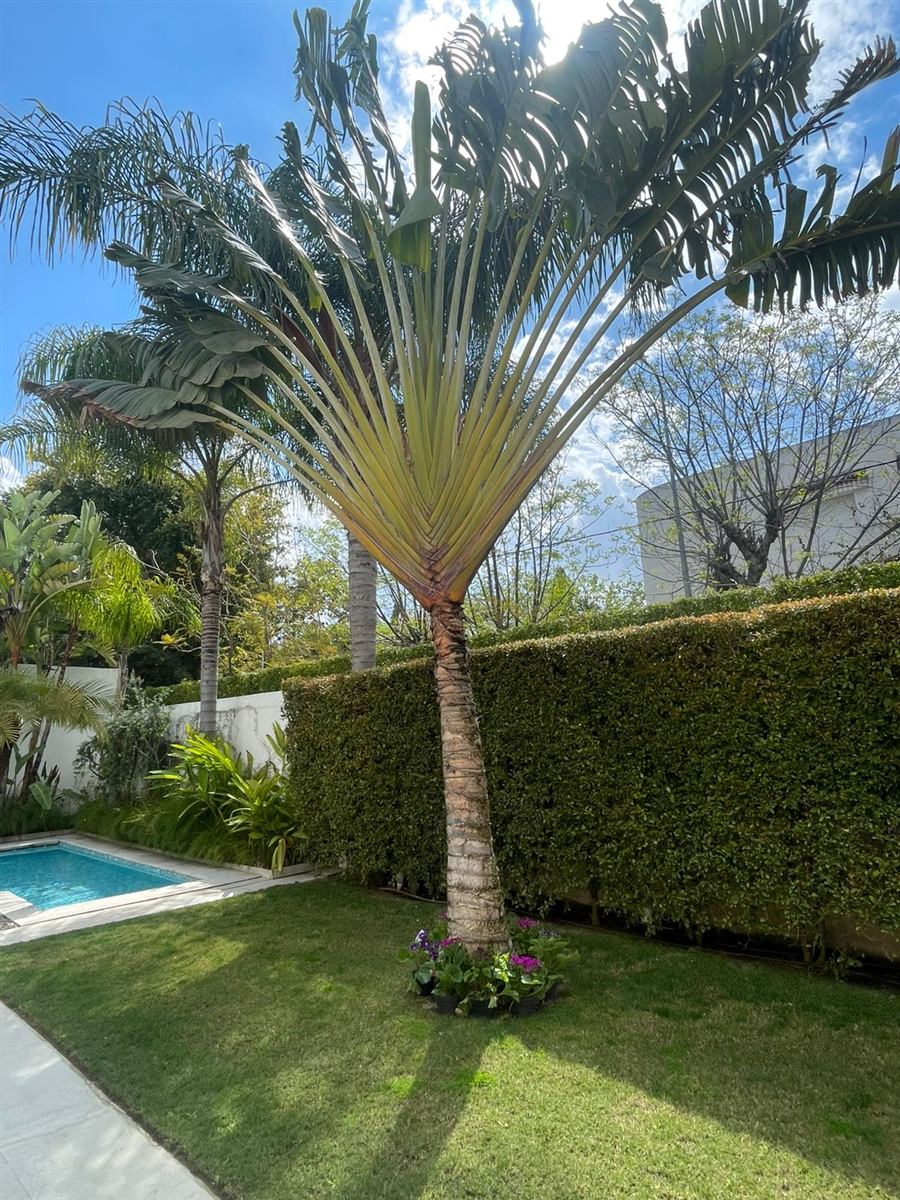 Les meilleurs arbres et plantes pour un jardin tunisien